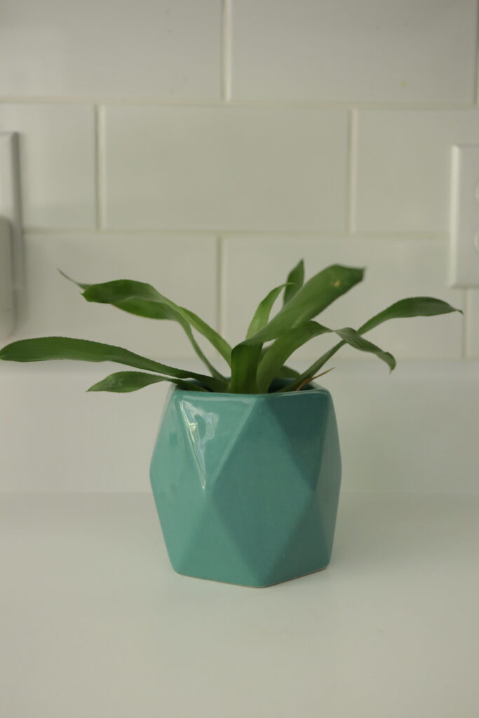 a plant on a white counter top