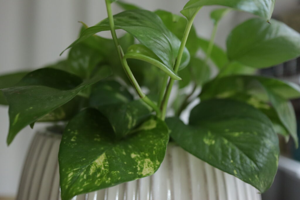 pothos plants for indoors 