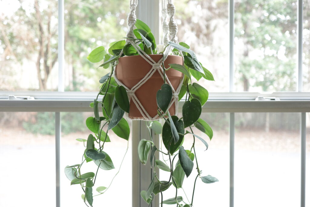 satin pathos plant hanging in the window