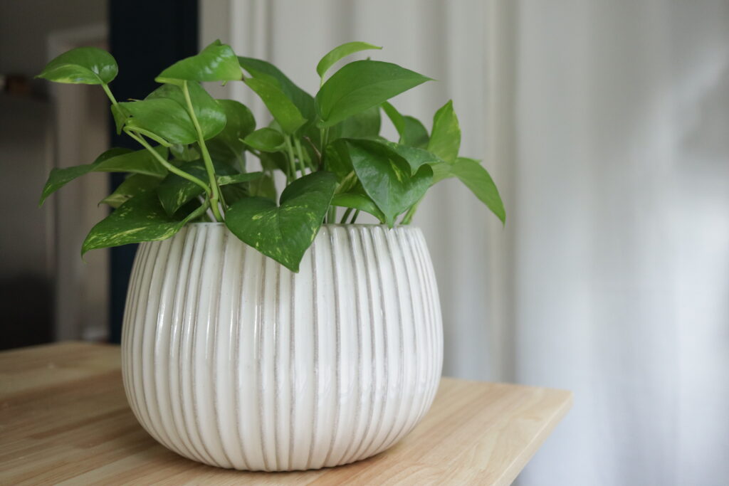 pothos plant on a table 