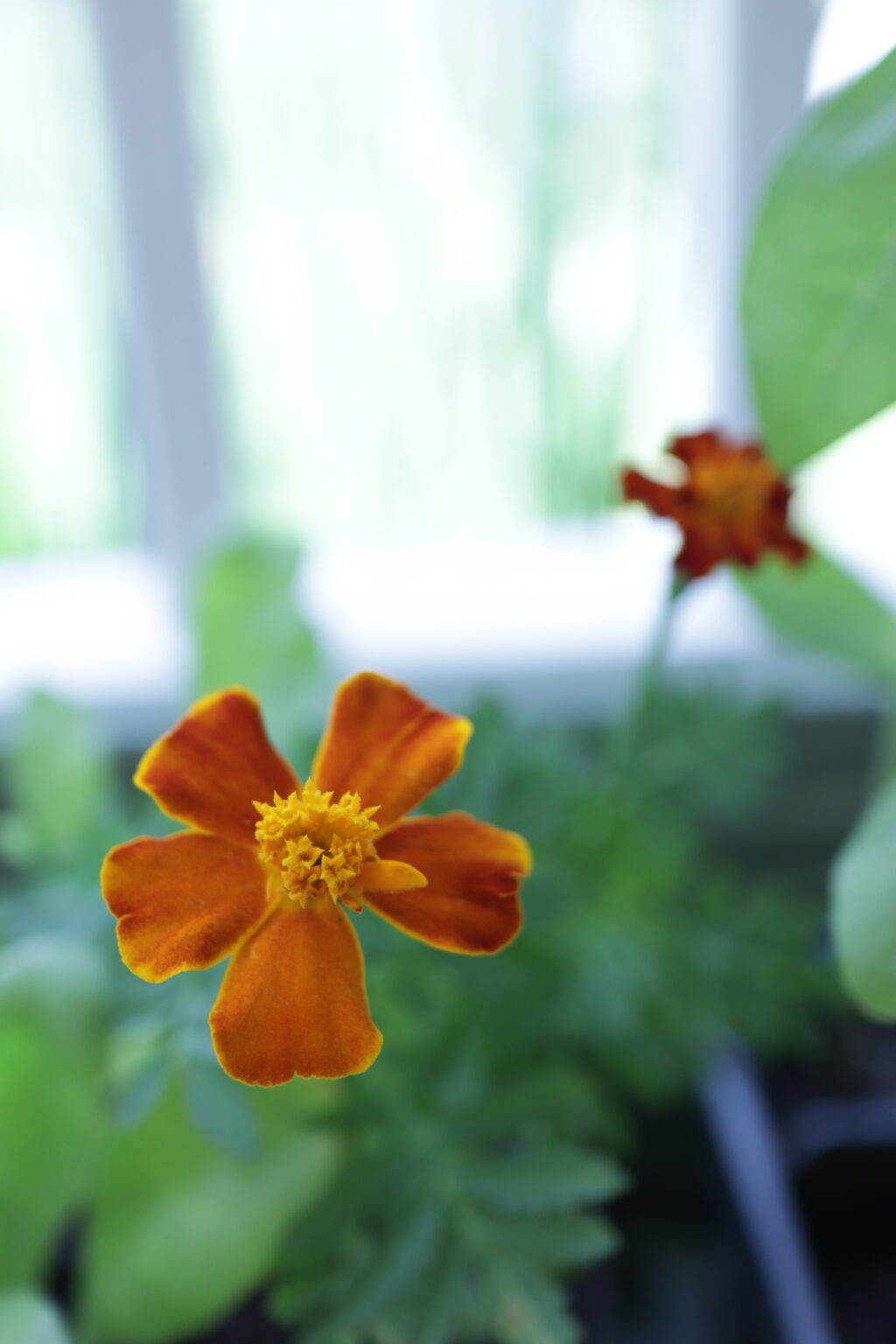 17 uplifting scriptures for anxiety as a homemaker living her purpose